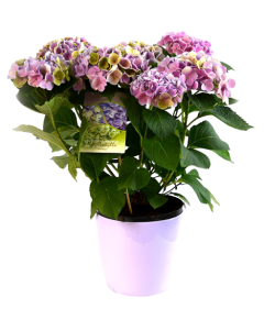 Hortensia - Hydrangea macrophylla