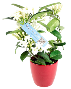 Iasomia de Madagascar - Stephanotis Floribunda